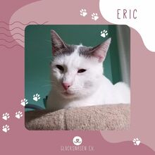 ERIC, Katze, Europäisch Kurzhaar in Bulgarien
