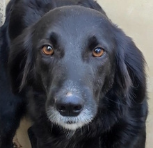 CRUDELIA, Hund, Mischlingshund in Italien