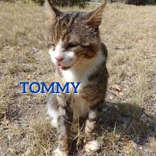 TOMMY, Katze, Europäisch Kurzhaar-Mix in Bulgarien