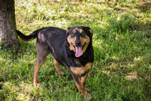 BRAVEHEART, Hund, Mischlingshund in Kroatien