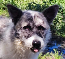BUDDY, Hund, Mischlingshund in Italien
