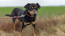 LANET, Hund, Mischlingshund in Slowakische Republik