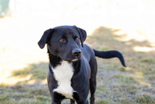 LARRY, Hund, Mischlingshund in Kroatien