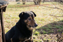 LEVEL, Hund, Mischlingshund in Kroatien