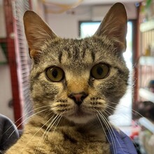 ENZO, Katze, Hauskatze in Ungarn