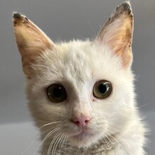 ATARI, Katze, Hauskatze in Ungarn