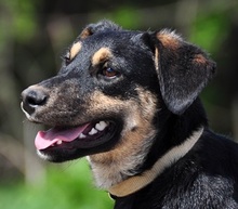 SAXO, Hund, Mischlingshund in Slowakische Republik