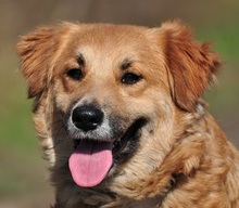 NAIRA, Hund, Mischlingshund in Slowakische Republik
