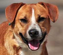 GULLIVER, Hund, Mischlingshund in Slowakische Republik