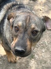 CAMILLA, Hund, Mischlingshund in Rumänien