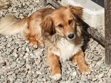 HUGO, Hund, Mischlingshund in Rumänien