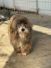 TIBSY, Hund, Mischlingshund in Rumänien
