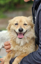 SUSIE, Hund, Mischlingshund in Bulgarien