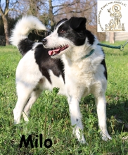 MILO, Hund, Mischlingshund in Bosnien und Herzegowina