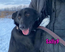 SALLY3, Hund, Mischlingshund in Russische Föderation