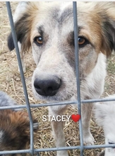 STACEY, Hund, Mischlingshund in Rumänien