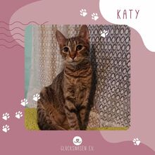 KATY, Katze, Europäisch Kurzhaar in Bulgarien
