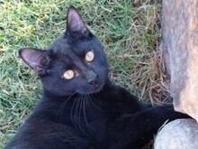 MOGLI, Katze, Europäisch Kurzhaar in Spanien