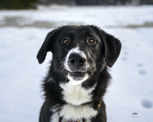 BOOMER, Hund, Mischlingshund in Hausham