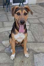 MINOU, Hund, Mischlingshund in Griechenland