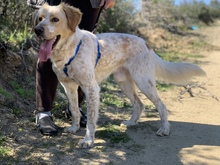 PERCY, Hund, Mischlingshund in Griechenland