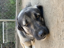 LINUS, Hund, Mischlingshund in Griechenland