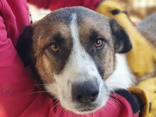 BARRY, Hund, Mischlingshund in Rumänien