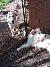 BELLA, Hund, Mischlingshund in Griechenland