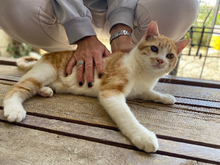 RIVER, Katze, Hauskatze in Griechenland