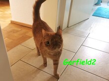 GARFIELD2, Katze, Hauskatze in Augsburg
