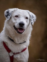 LILLY OREO, Hund, Mischlingshund in Leonberg