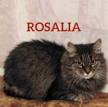 ROSALIA, Katze, Europäische Langhaarkatze in Essen