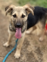 JANNA, Hund, Mischlingshund in Griechenland