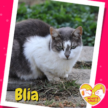 BLIA, Katze, Hauskatze in Rumänien
