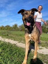 KOZAK, Hund, Mischlingshund in Ungarn
