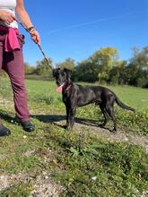 HABLATY, Hund, Mischlingshund in Ungarn