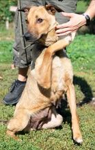 MOLLY, Hund, Mischlingshund in Ungarn