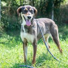 BOGYO, Hund, Mischlingshund in Ungarn
