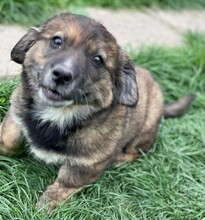 MAGGIE, Hund, Mischlingshund in Rumänien
