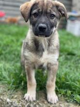 MARLA, Hund, Mischlingshund in Rumänien