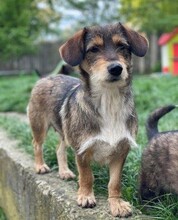 MARGA, Hund, Mischlingshund in Rumänien