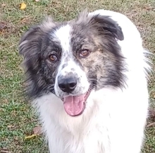 PECORINO, Hund, Mischlingshund in Boxberg