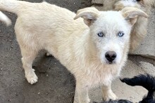 HUSKA, Hund, Mischlingshund in Rumänien