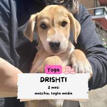 DRISHTI, Hund, Labrador-Mischling in Italien