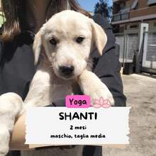 SHANTI, Hund, Labrador-Mischling in Italien