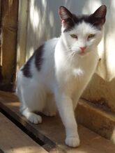 TZINA, Katze, Europäisch Kurzhaar in Griechenland