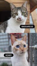 HENRYBASSAREUS, Katze, Hauskatze in Handewitt